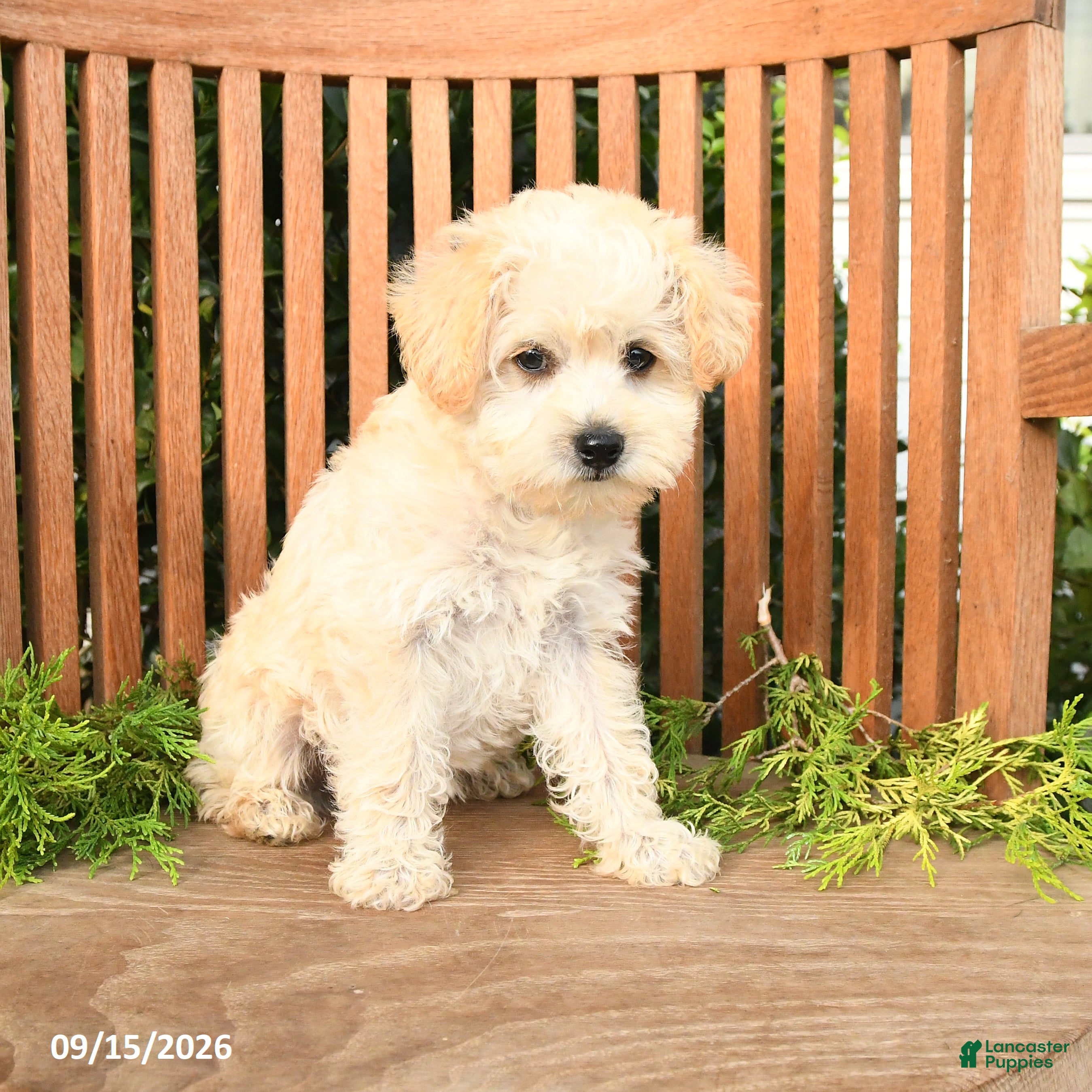 Schnoodle dogs Dolly - Ad 2