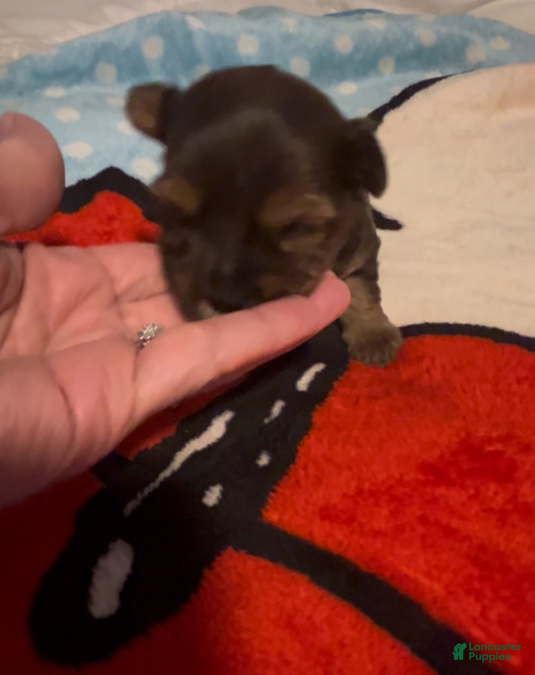 Mixed Breed dogs for sale: Mixed Breed Puppy 1 - Ad 2