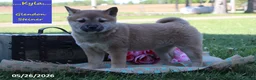 Shiba Inu dogs for sale: Kyla - Ad 3
