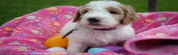 Goldendoodle dogs for sale: Miss Purple - Ad 3