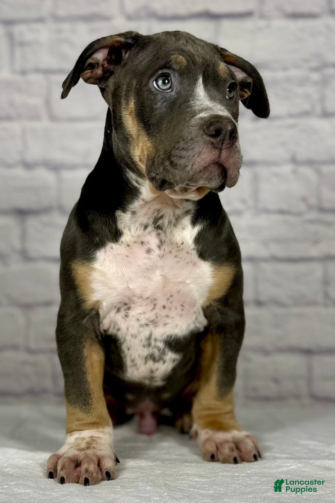 American Bully dogs for sale: Jake - Ad 2