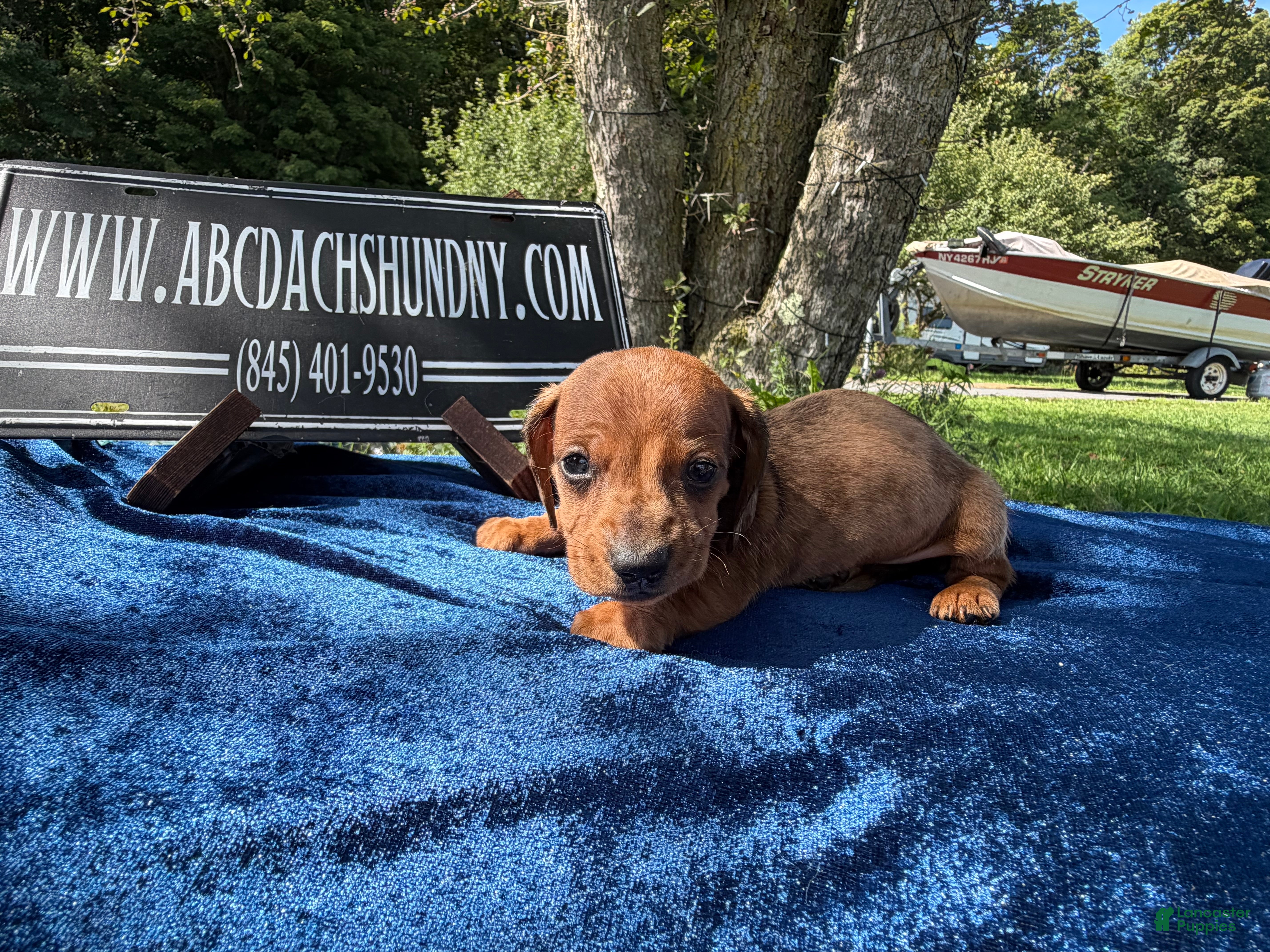 Miniature Dachshund dogs Russian Smooth red dapple - Ad 18