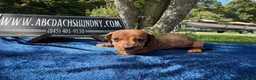 Miniature Dachshund dogs for sale: Russian Smooth red dapple - Ad 1