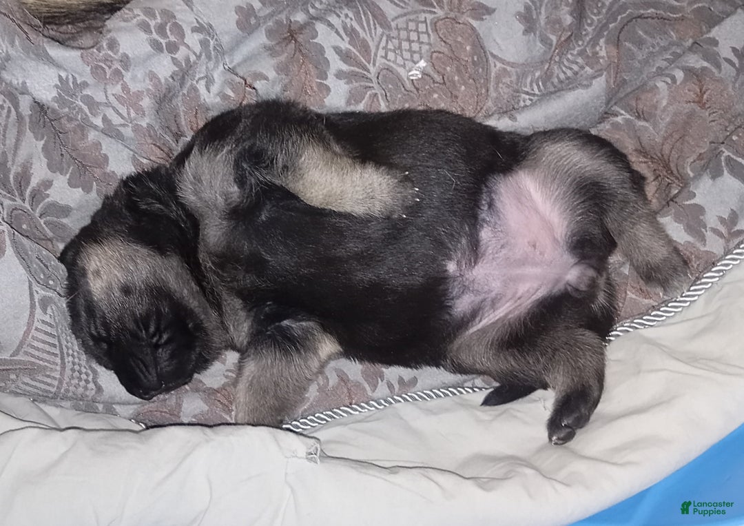 German Shepherd dogs for sale: Diamond - Ad 23