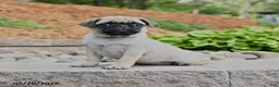 Pug dogs for sale: Jane - Ad 1