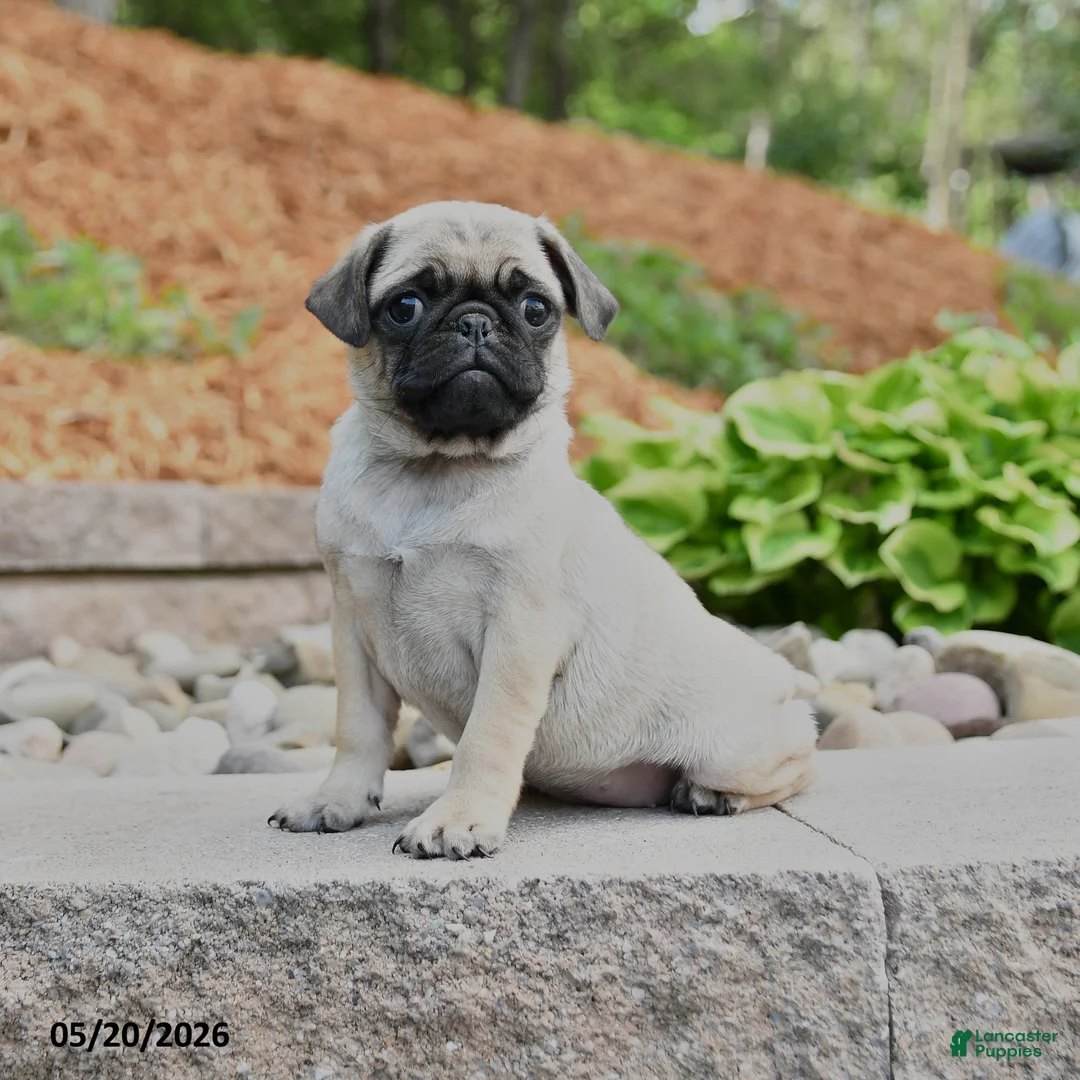 Pug dogs for sale: Jane - Ad 1