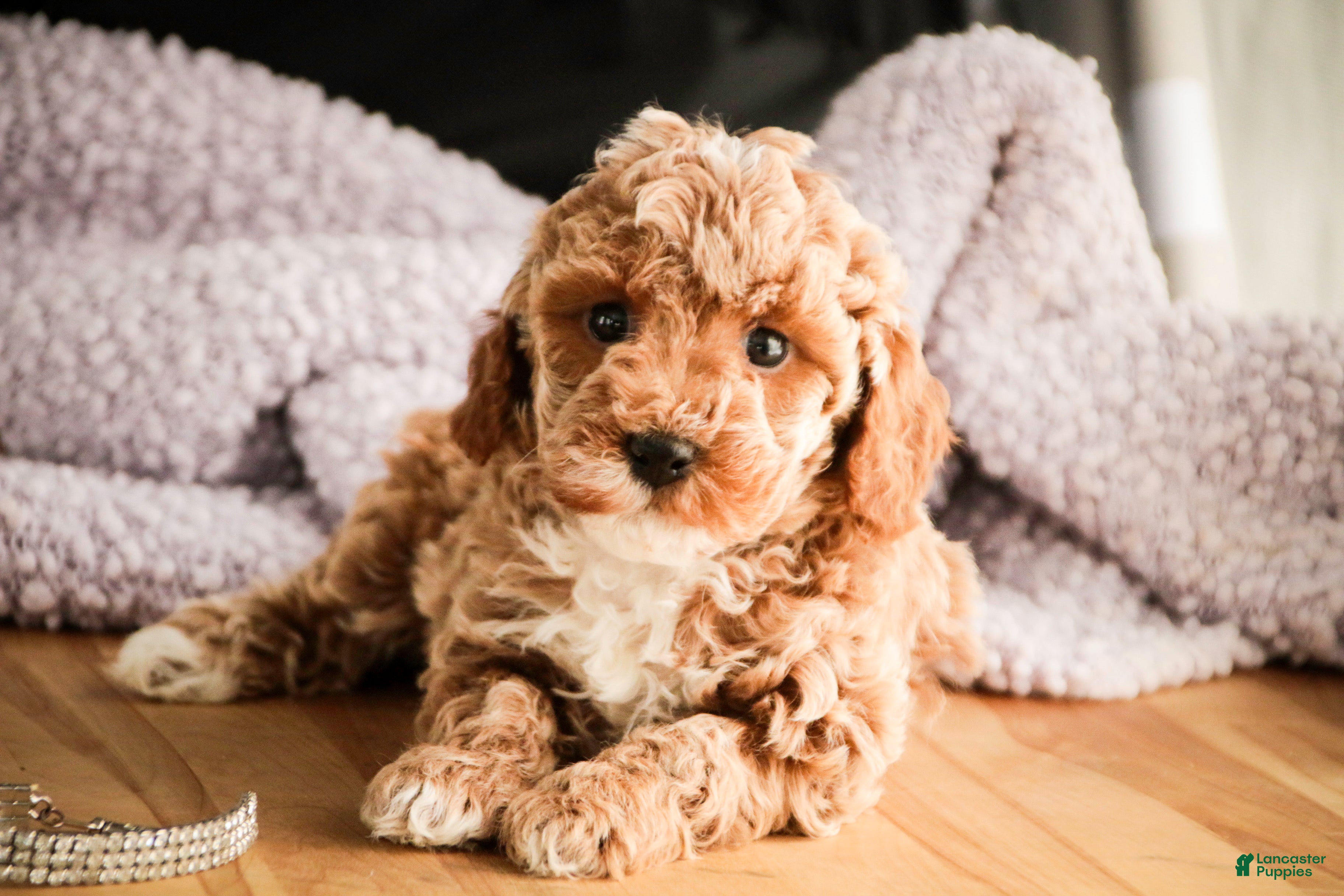 Miniature Poodle dogs Jade - Ad 2