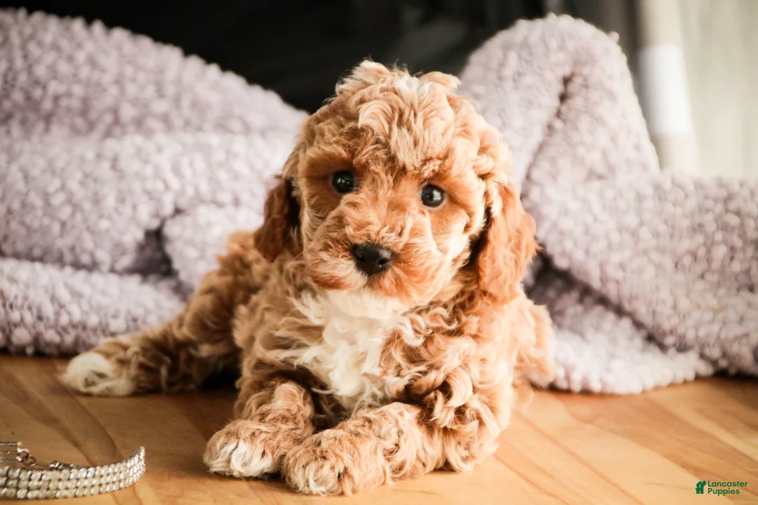 Miniature Poodle dogs for sale: Jade - Ad 2