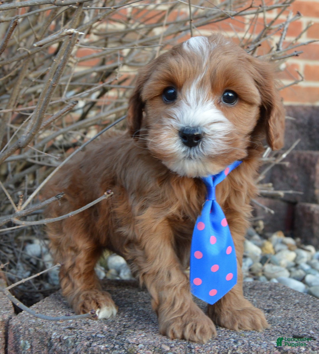 Cockapoo dogs for sale: Charlie - Ad 11