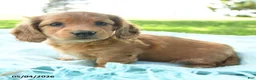 Miniature Dachshund dogs for sale: Poppy - Ad 4