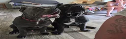 Cane Corso dogs for sale: Cane Corso 2 - Ad 7