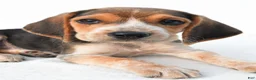 Beagle dogs for sale: Allen - Ad 3