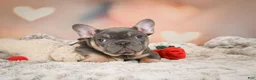 French Bulldog dogs for sale: Adam - Ad 3