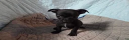 Chihuahua dogs for sale: Chihuahua 4 - Ad 5