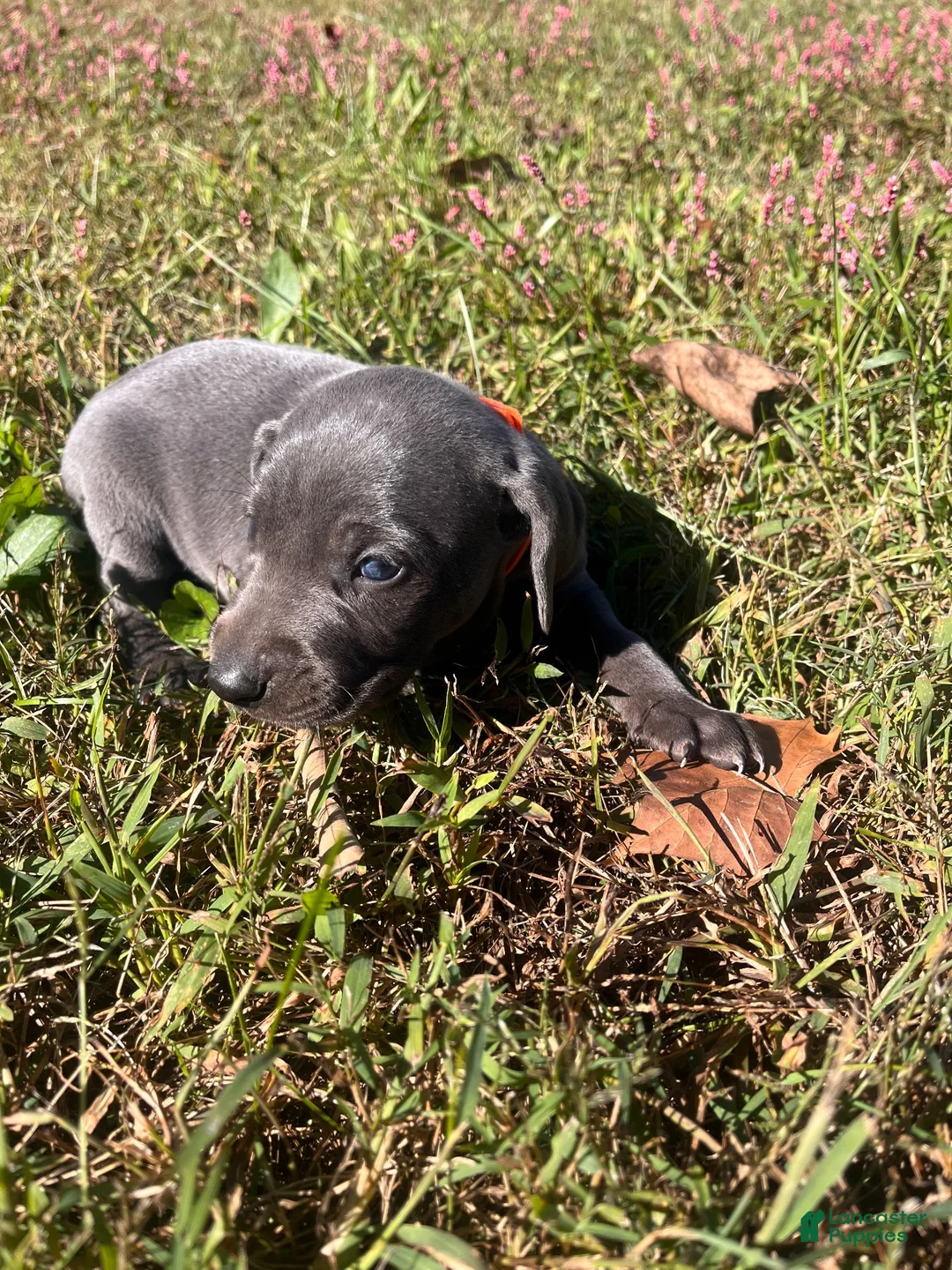 Weimaraner dogs for sale: Weimaraner 1 - Ad 1