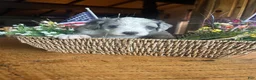 Sheepadoodle dogs for sale: George - Ad 3