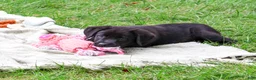 Labrador Retriever dogs for sale: Estelle - Ad 3