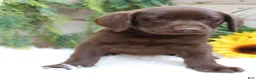 Labrador Retriever dogs for sale: Monica - Ad 5