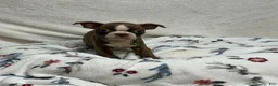 Boston Terrier dogs for sale: Boston Terrier 4 - Ad 3