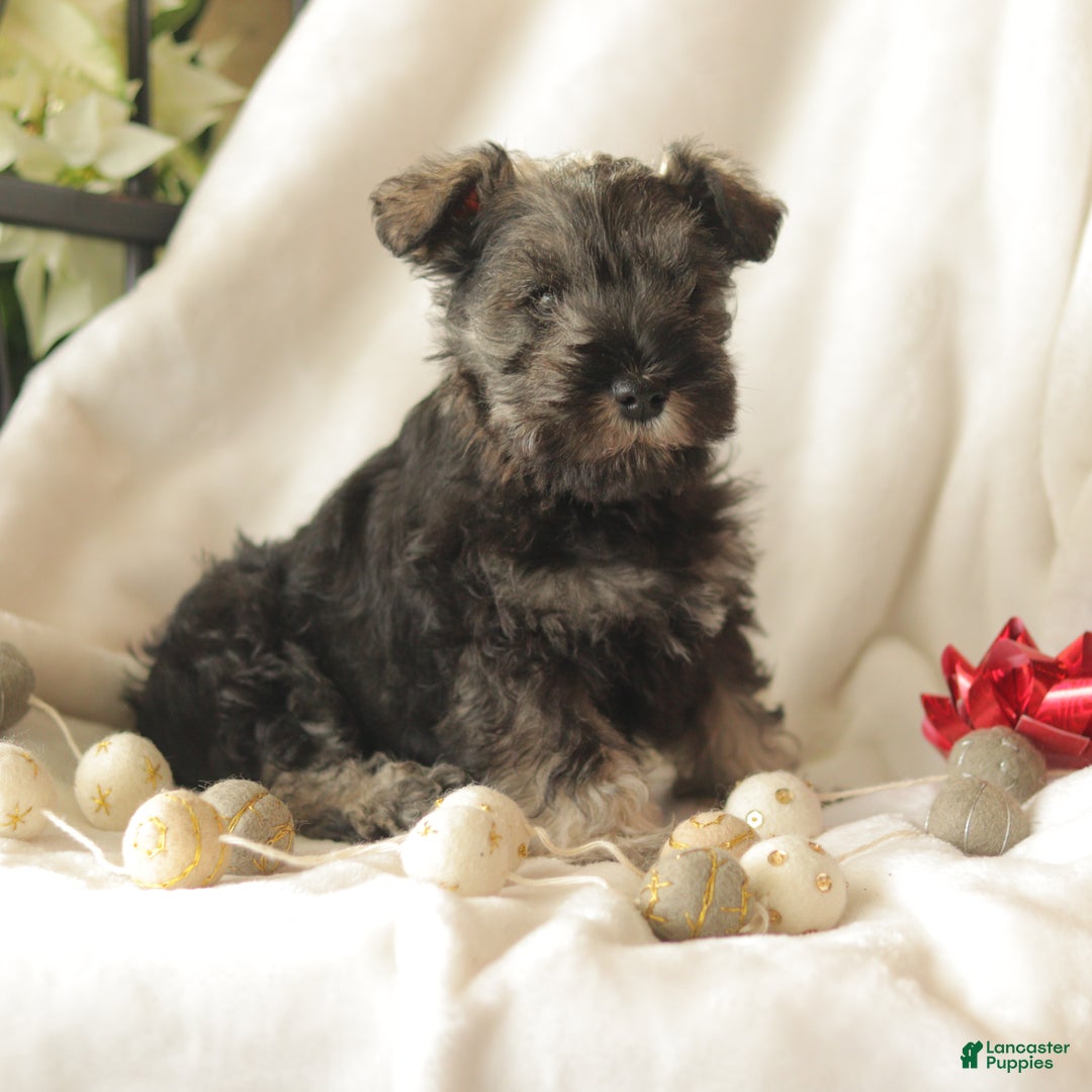 Miniature Schnauzer dogs for sale: Morty - Ad 5