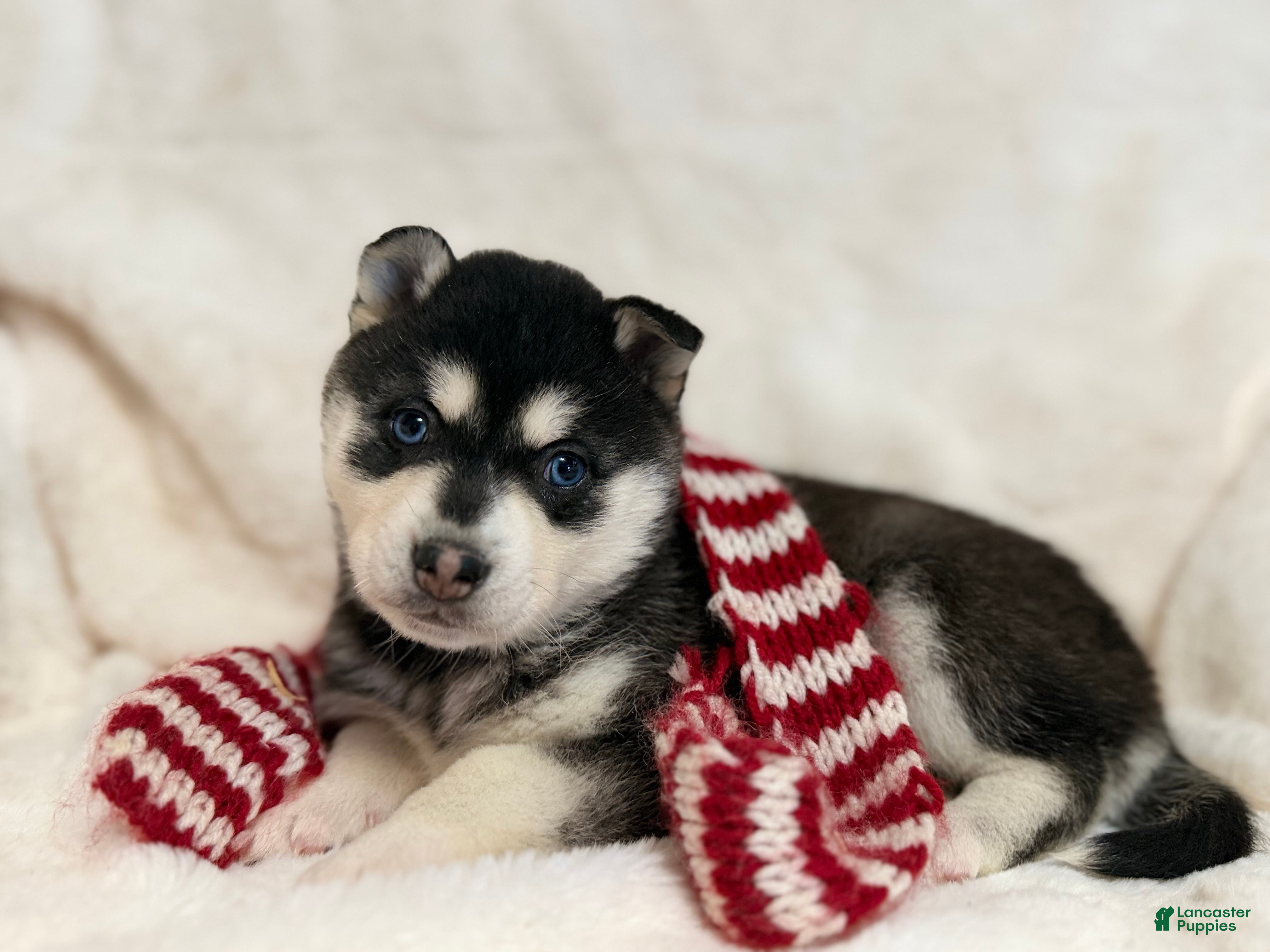Alaskan Klee Kai dogs Elsa - Ad 1
