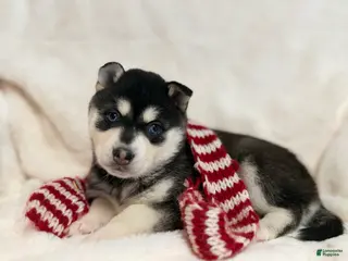 Alaskan Klee Kai dogs Elsa - Ad 1