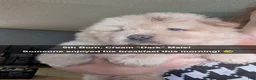 Chow Chow dogs for sale: Puppy 5 - Ad 1