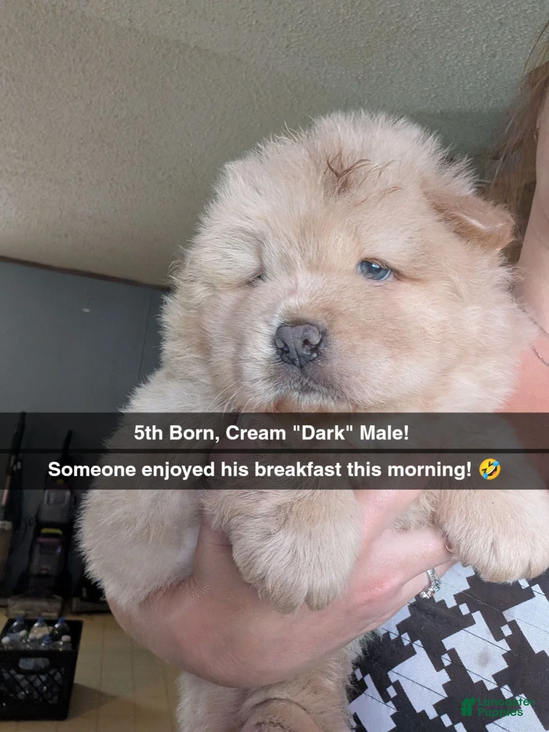 Chow Chow dogs for sale: Puppy 5 - Ad 1