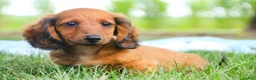 Miniature Dachshund dogs for sale: Tony - Ad 4