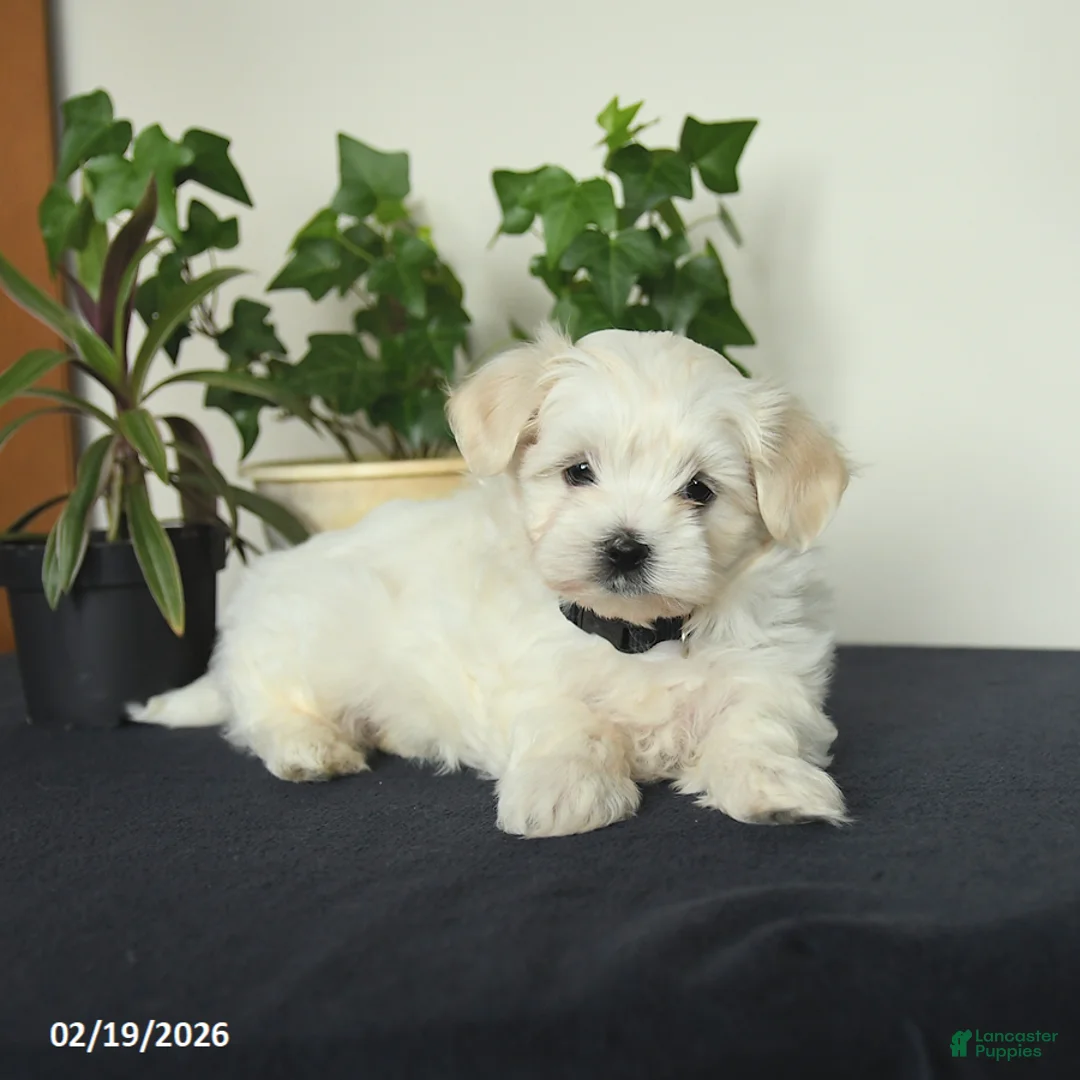 Maltese dogs for sale: Orchid - Ad 3
