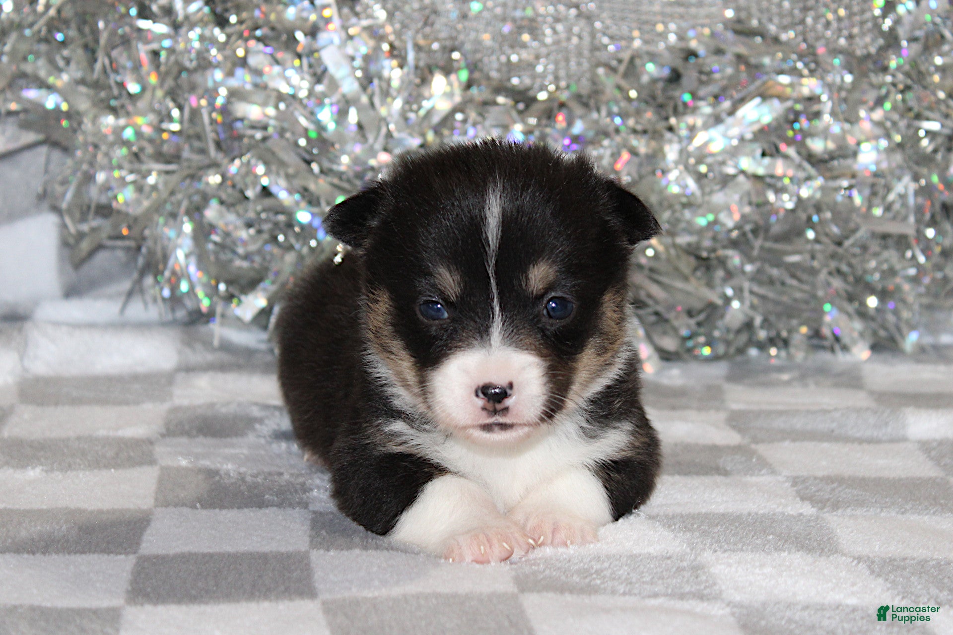 Welsh Corgi Pembroke dogs Carlotta - Ad 27