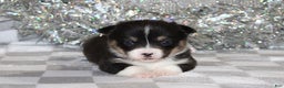 Welsh Corgi Pembroke dogs for sale: Carlotta - Ad 1