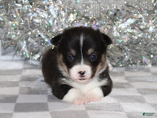 Welsh Corgi Pembroke dogs Carlotta - Ad 10