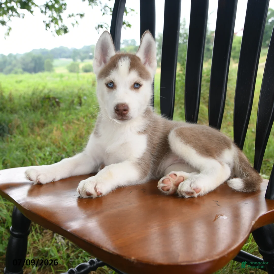 Siberian Husky dogs for sale: Nevada - Ad 1