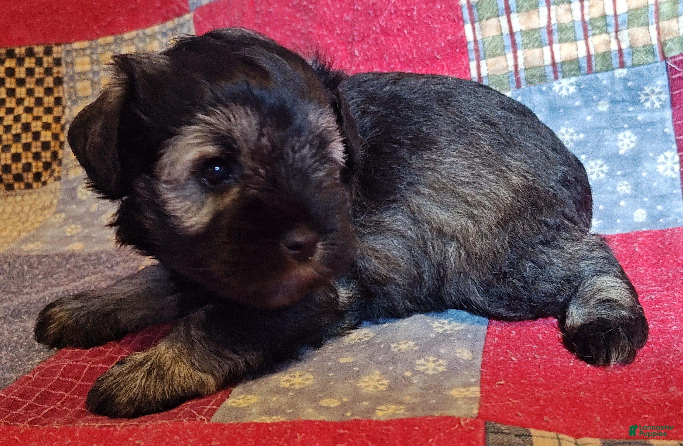 Miniature Schnauzer dogs Girl 1 - Ad 2