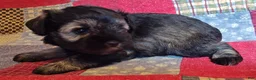 Miniature Schnauzer dogs for sale: Girl 1 - Ad 4