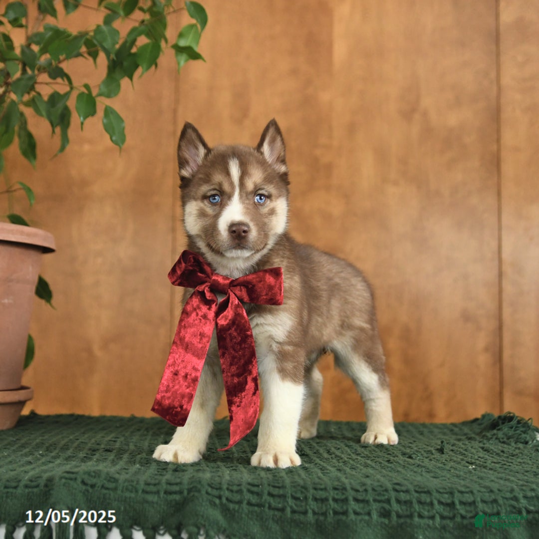Siberian Husky dogs for sale: Alaska - Ad 2