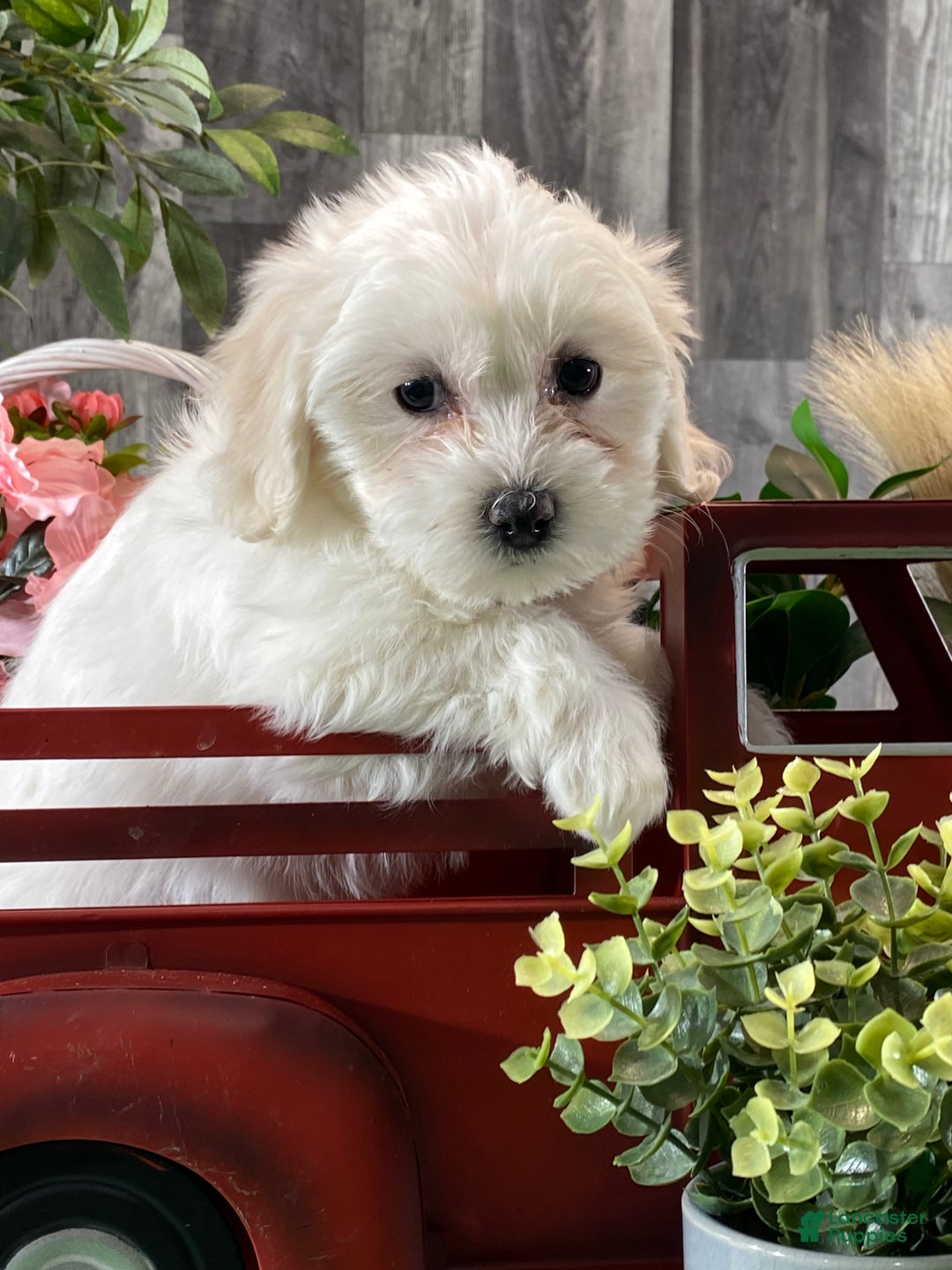 Mixed Breed dogs for sale: Angel - Ad 4