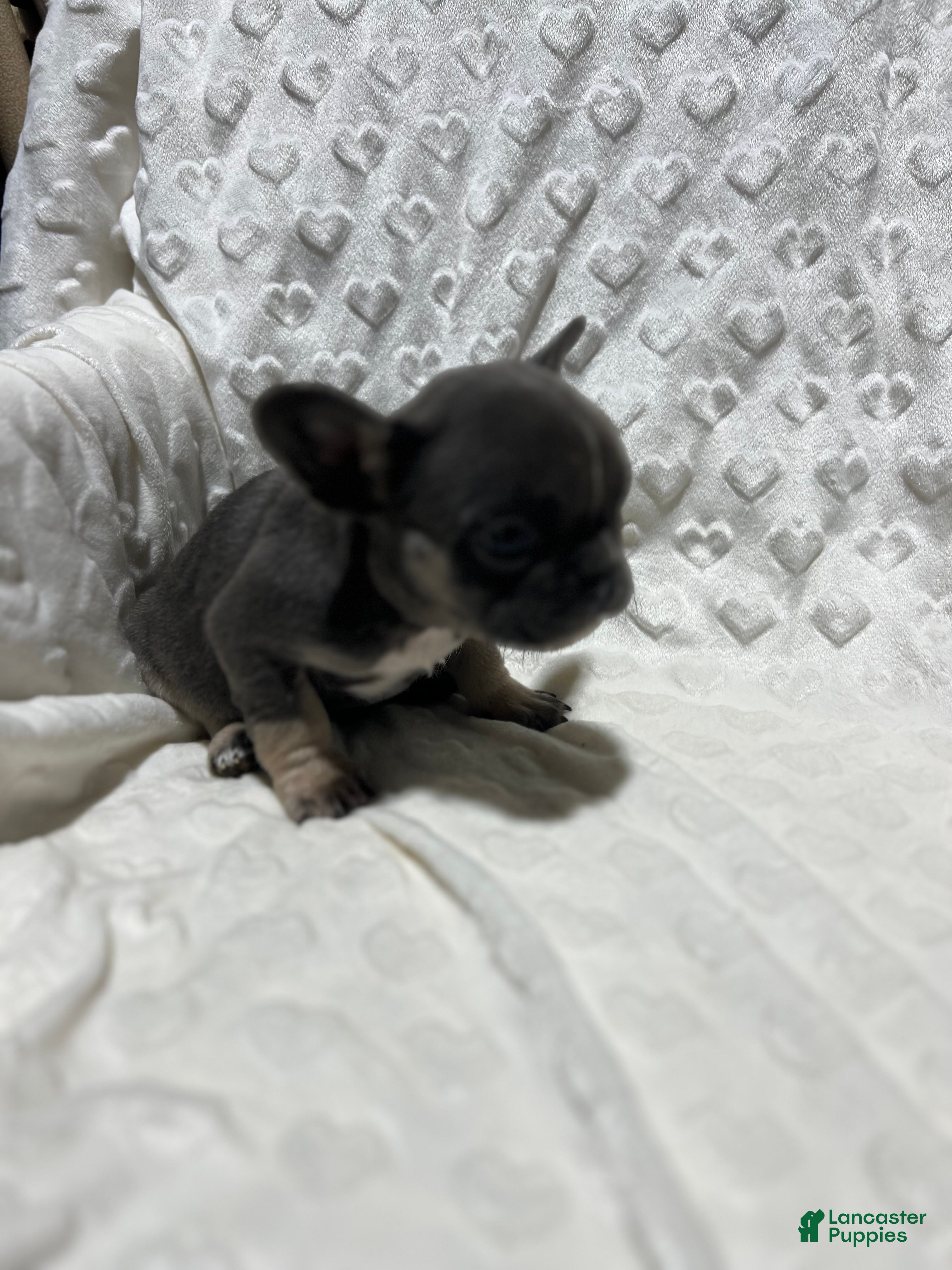 French Bulldog dogs French Bulldog Puppy 5 - Ad 40