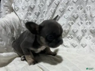 French Bulldog dogs French Bulldog Puppy 5 - Ad 40