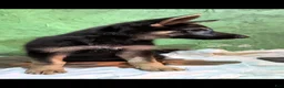 German Shepherd dogs for sale: German Shepherd 2 - Ad 1