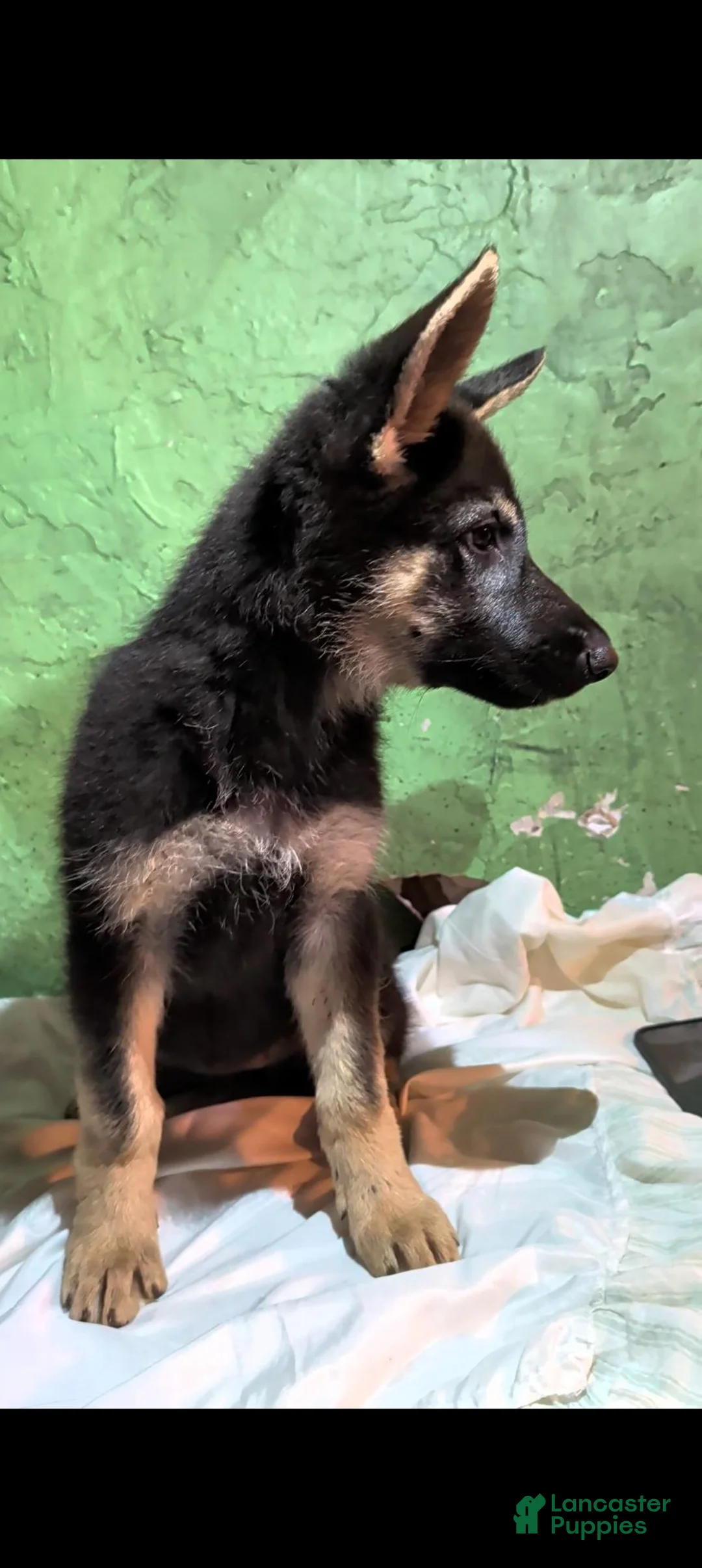 German Shepherd dogs for sale: German Shepherd 2 - Ad 1