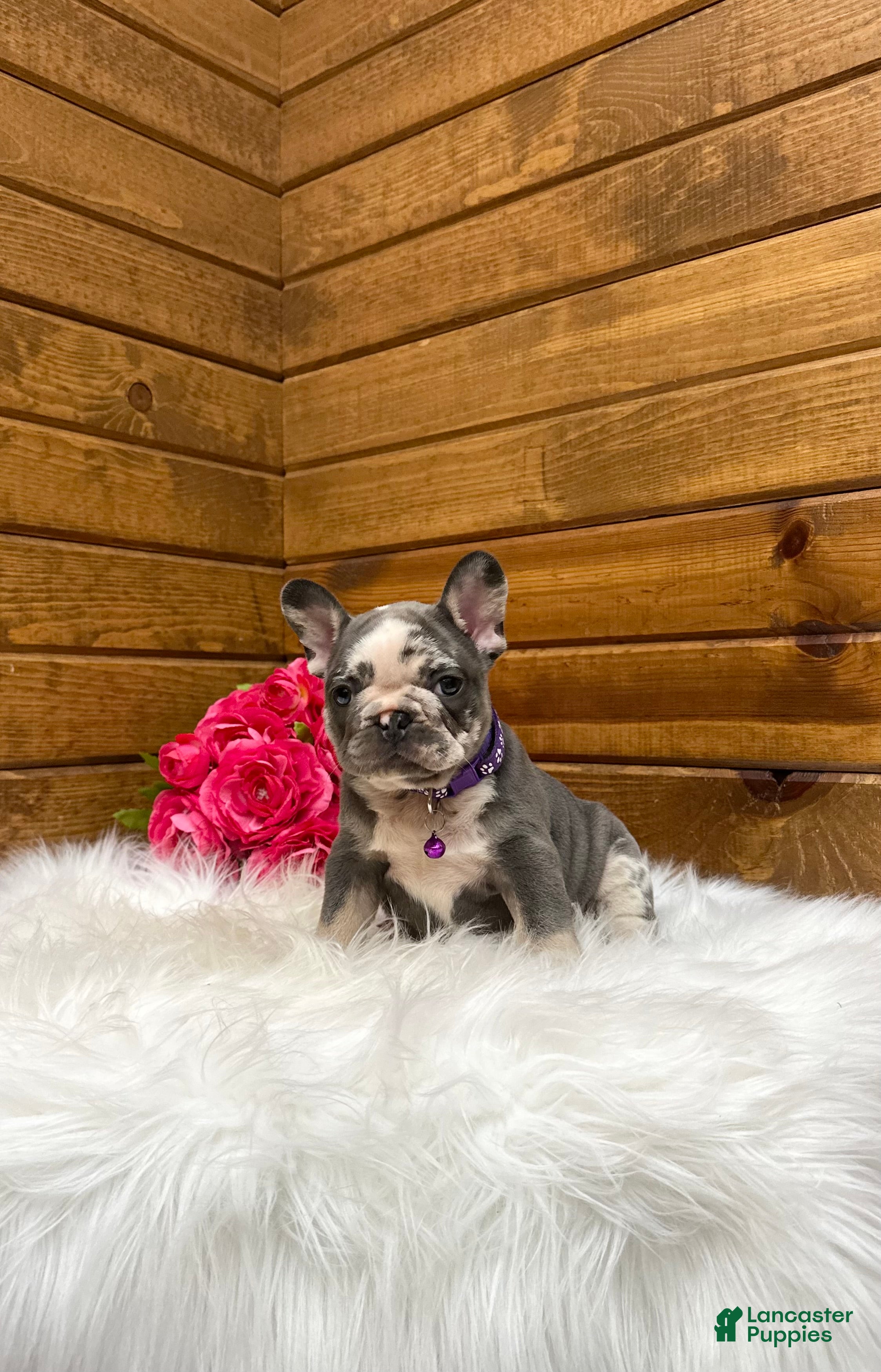 French Bulldog dogs Posie - Ad 2