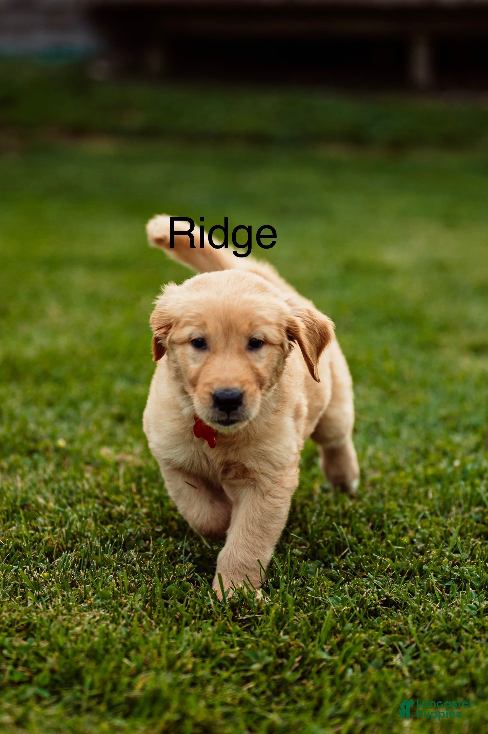 Golden Retriever dogs Ridge - Ad 2