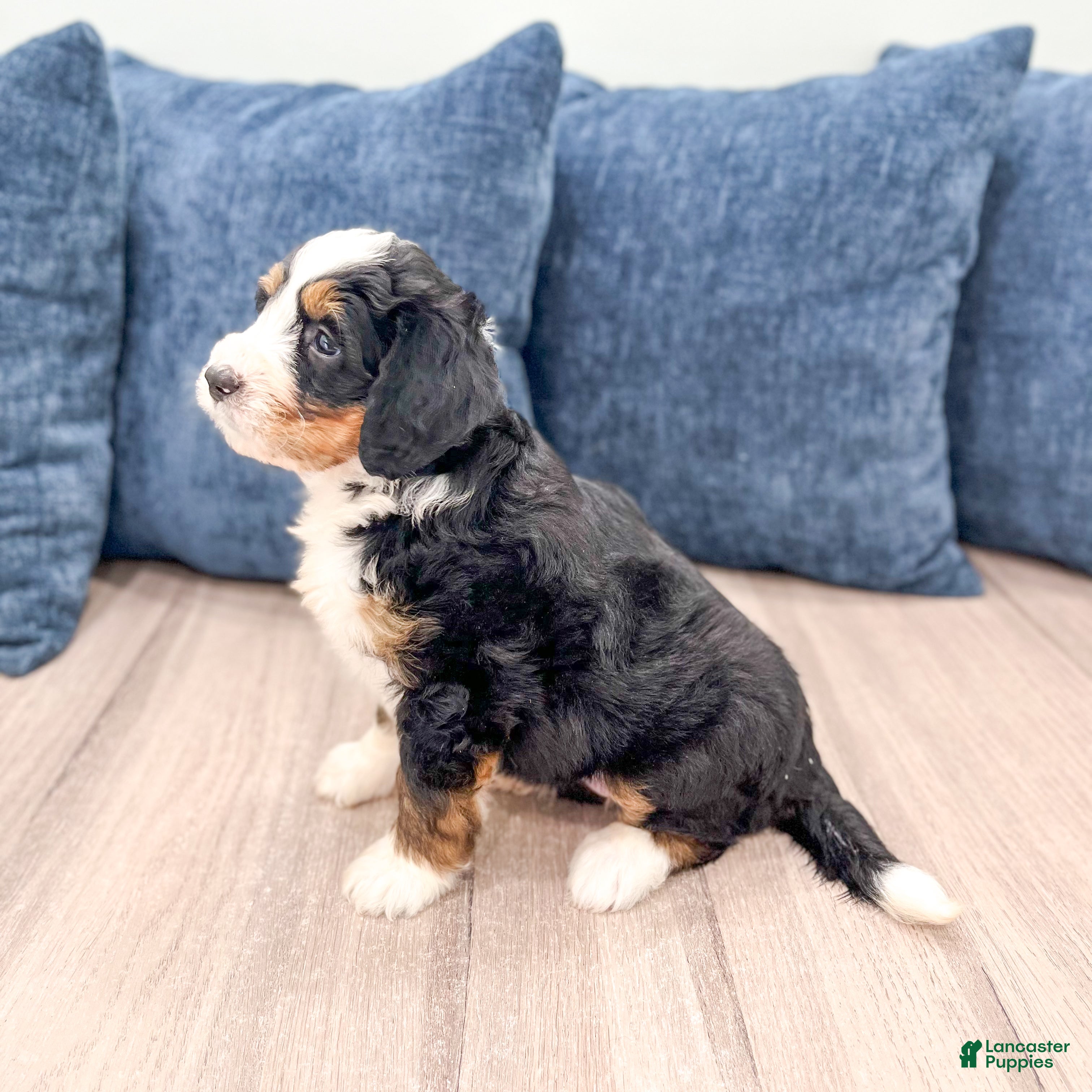 Mini Bernedoodle dogs for sale: Barbie - Ad 8