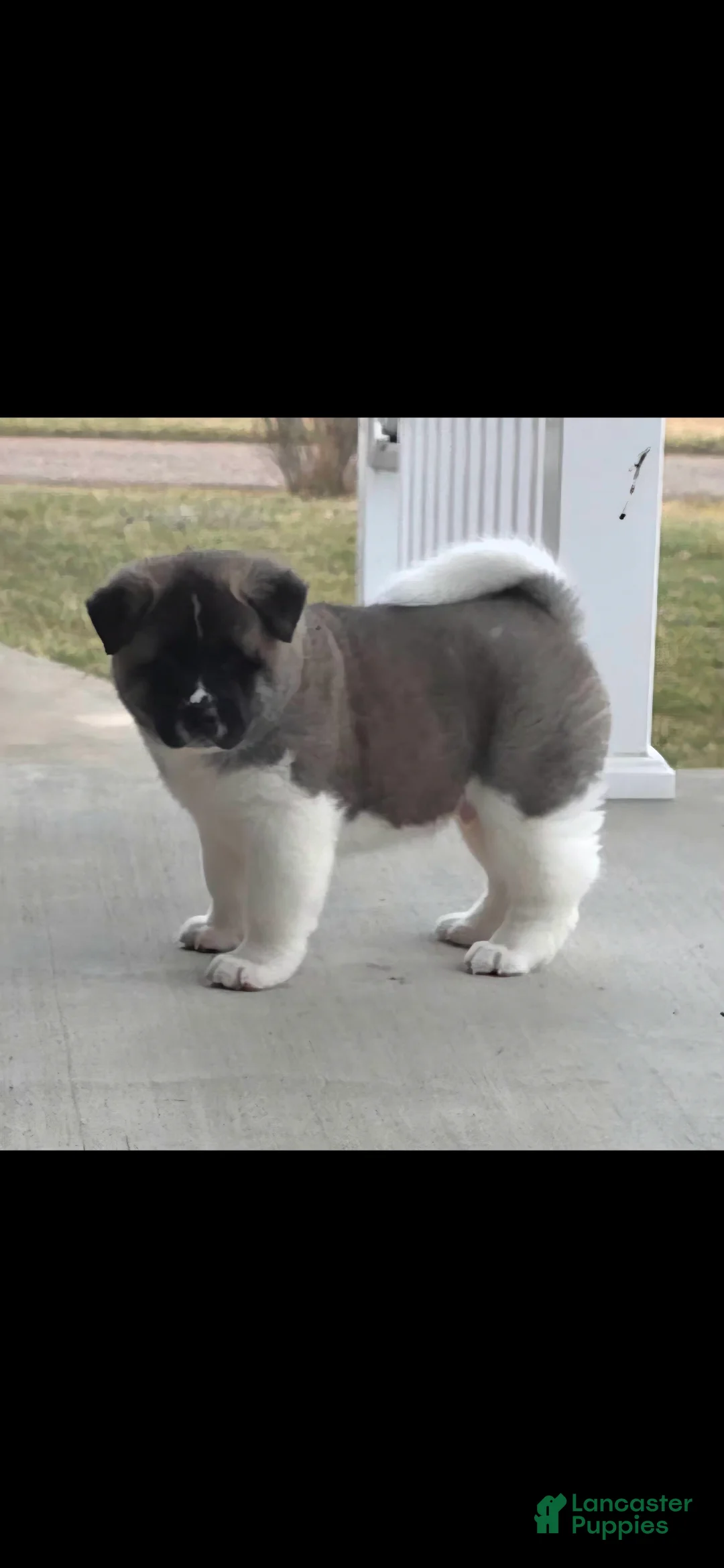 Akita dogs for sale: AKC Chance - Ad 10