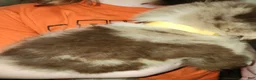 Australian Shepherd dogs for sale: Charlie - Ad 12