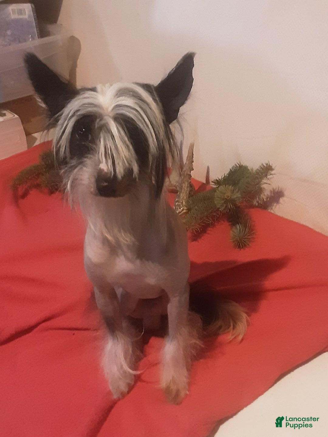 Chinese Crested dogs for sale: Chinese Crested Puppy 1 - Ad 2