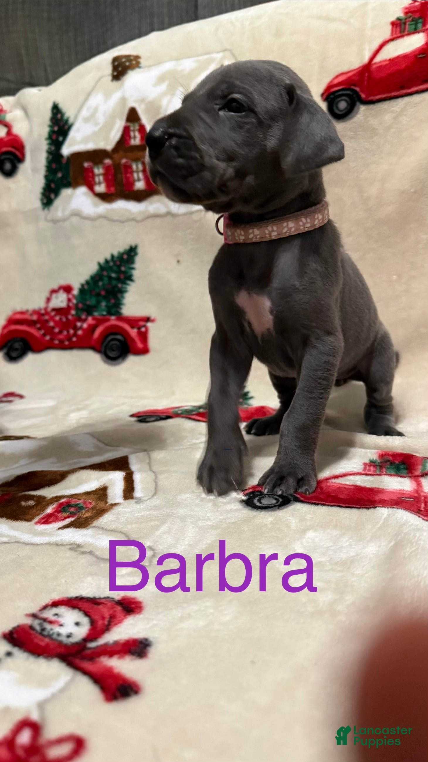 Great Dane dogs Barbra - Ad 37