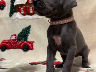 Great Dane dogs Barbra - Ad 8